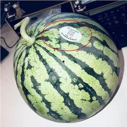 最新的网红吃瓜视频大全,笑料百出，精彩纷呈